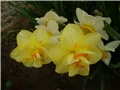 narcisi